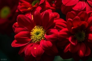 铁胆兄弟 10：大佬博弈局