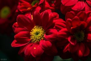 铁胆兄弟 10：大佬博弈局